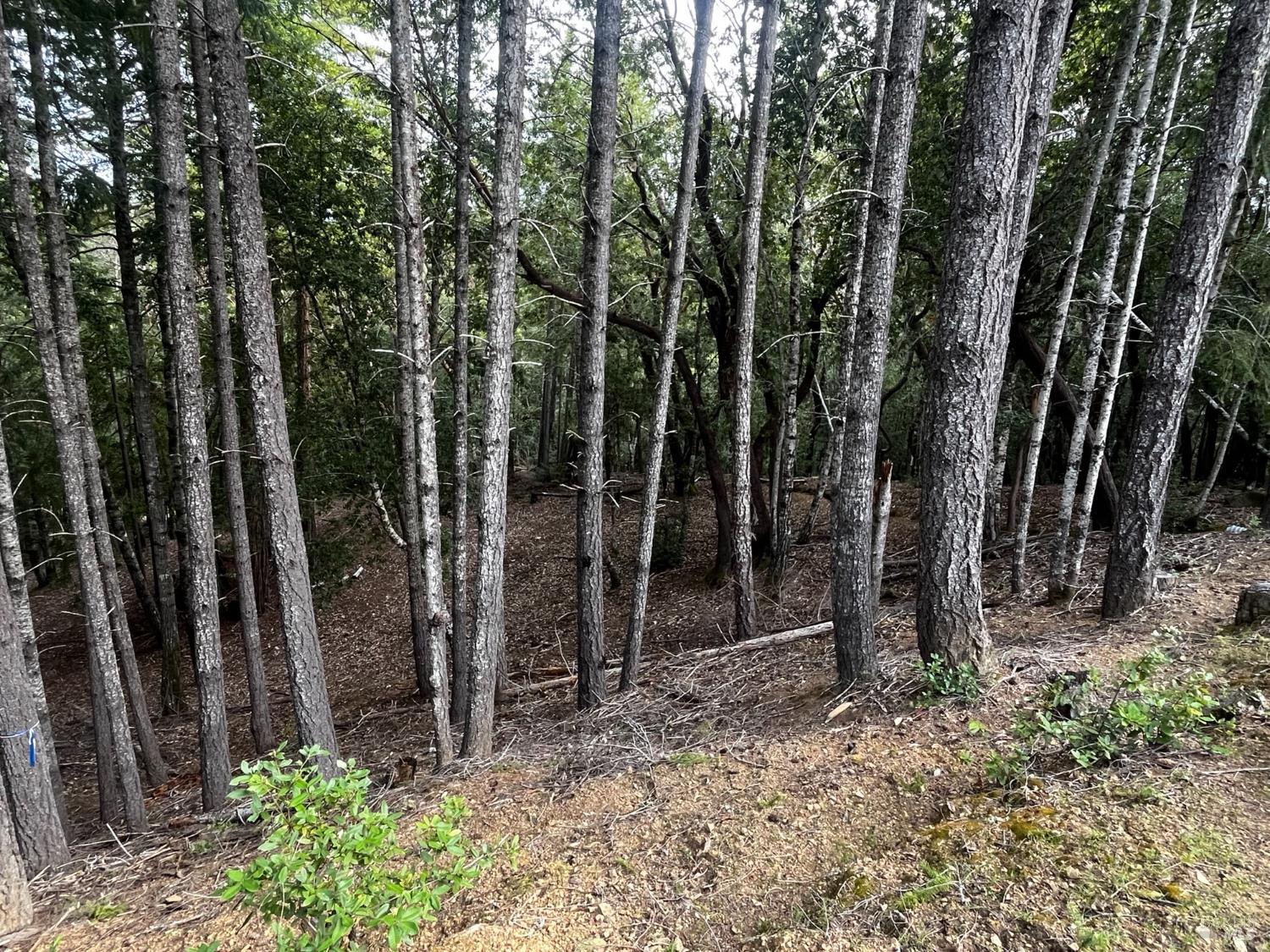 1921 Clover Drive Willits CA 95490