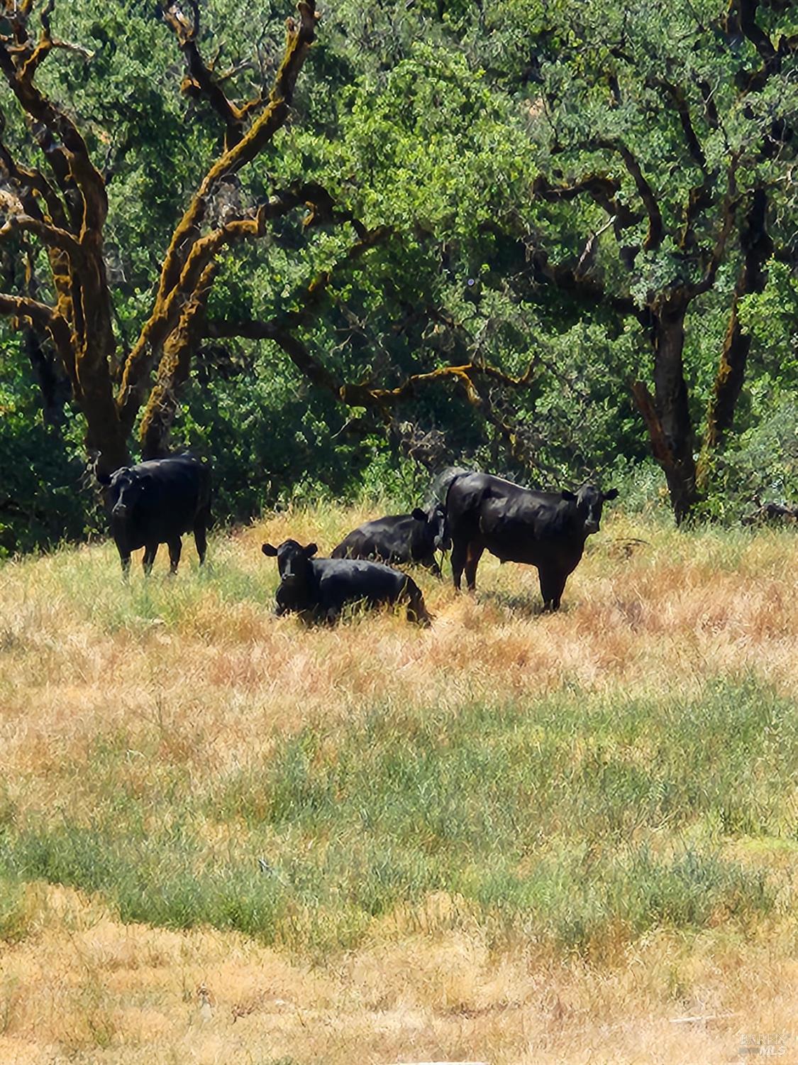 22551 Rifle Range Road Covelo CA 95428