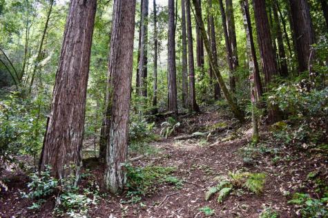 18572 Old Monte Rio Road Guerneville CA 95446