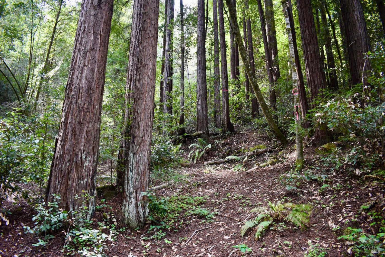 18572 Old Monte Rio Road Guerneville CA 95446