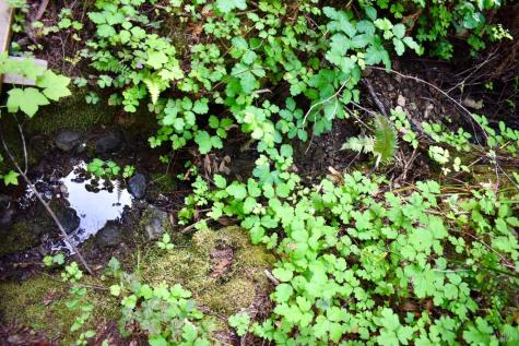 18572 Old Monte Rio Road Guerneville CA 95446
