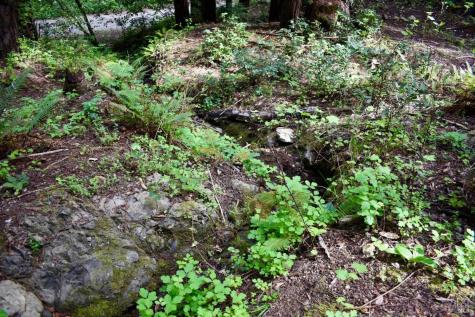 18572 Old Monte Rio Road Guerneville CA 95446