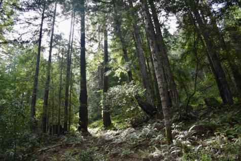 18572 Old Monte Rio Road Guerneville CA 95446