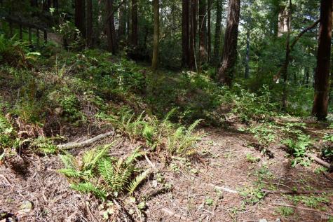 18572 Old Monte Rio Road Guerneville CA 95446