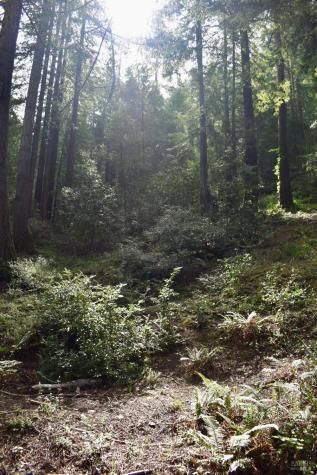 18572 Old Monte Rio Road Guerneville CA 95446