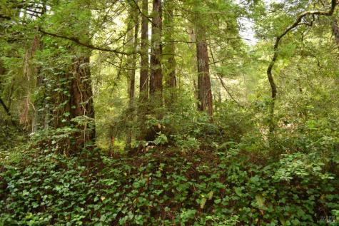 18572 Old Monte Rio Road Guerneville CA 95446