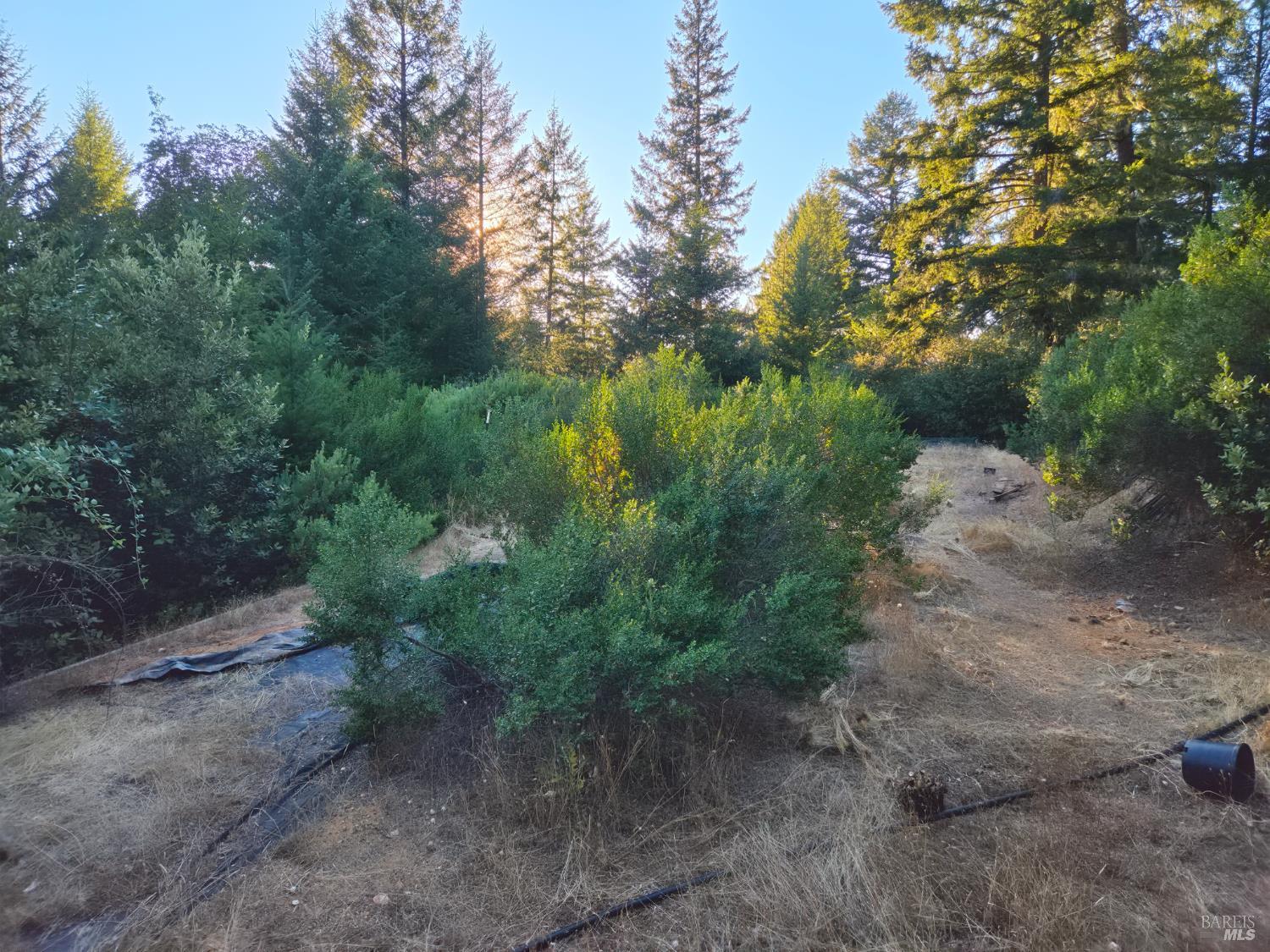 Willits CA 95490
