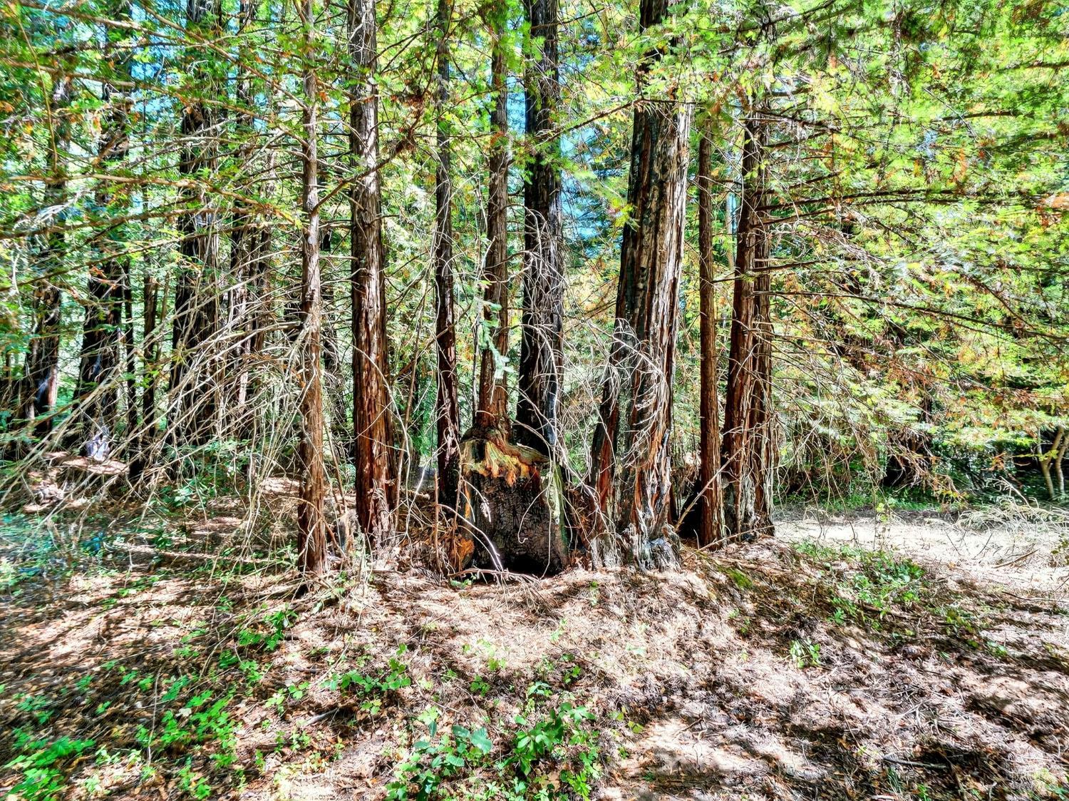 13353 Pocket Canyon Road Guerneville CA 95446