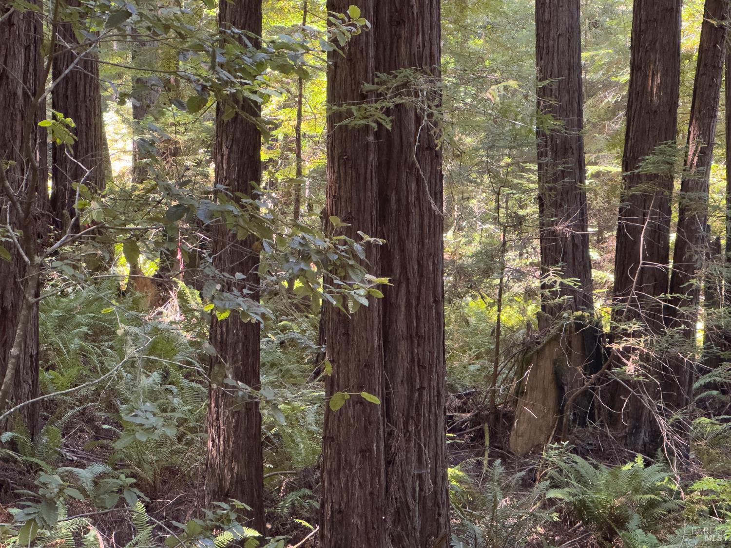 36505 Deep Woods Drive The Sea Ranch CA 95497