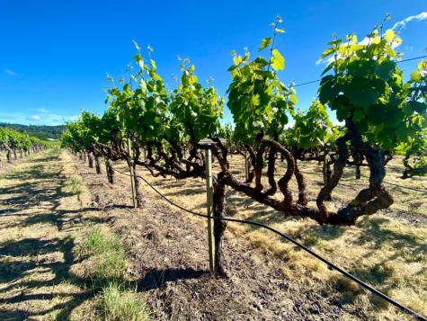 0 Pleasant Avenue Santa Rosa CA 95403