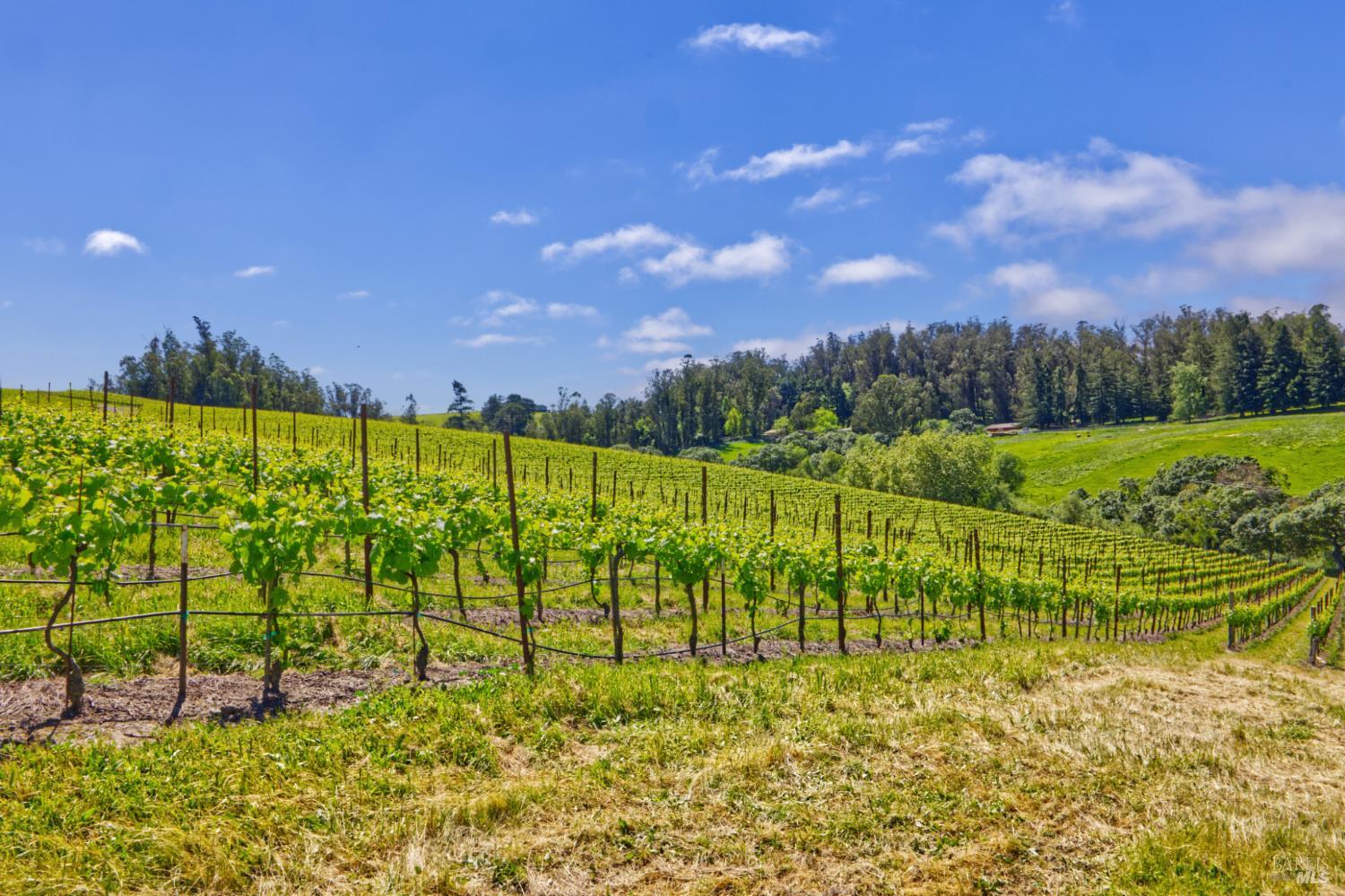 5215 Blank Road Sebastopol CA 95472