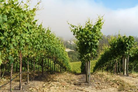 5215 Blank Road Sebastopol CA 95472
