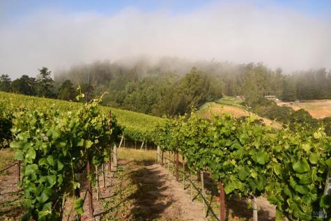 5215 Blank Road Sebastopol CA 95472