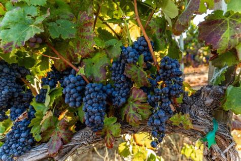 9965 W Dry Creek Road Healdsburg CA 95448