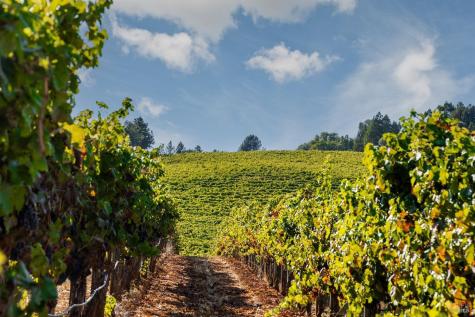 9965 W Dry Creek Road Healdsburg CA 95448