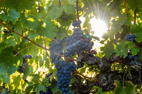 9965 W Dry Creek Road Healdsburg CA 95448