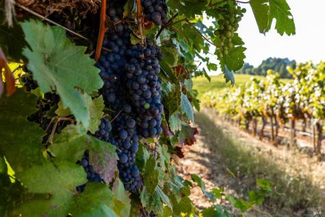 9965 W Dry Creek Road Healdsburg CA 95448