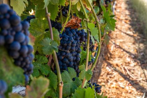 9965 W Dry Creek Road Healdsburg CA 95448