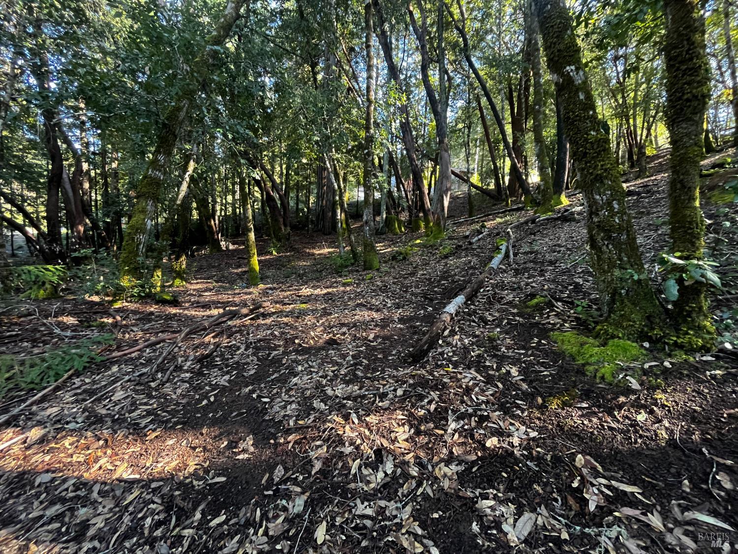 24278 Tulip Drive Willits CA 95490