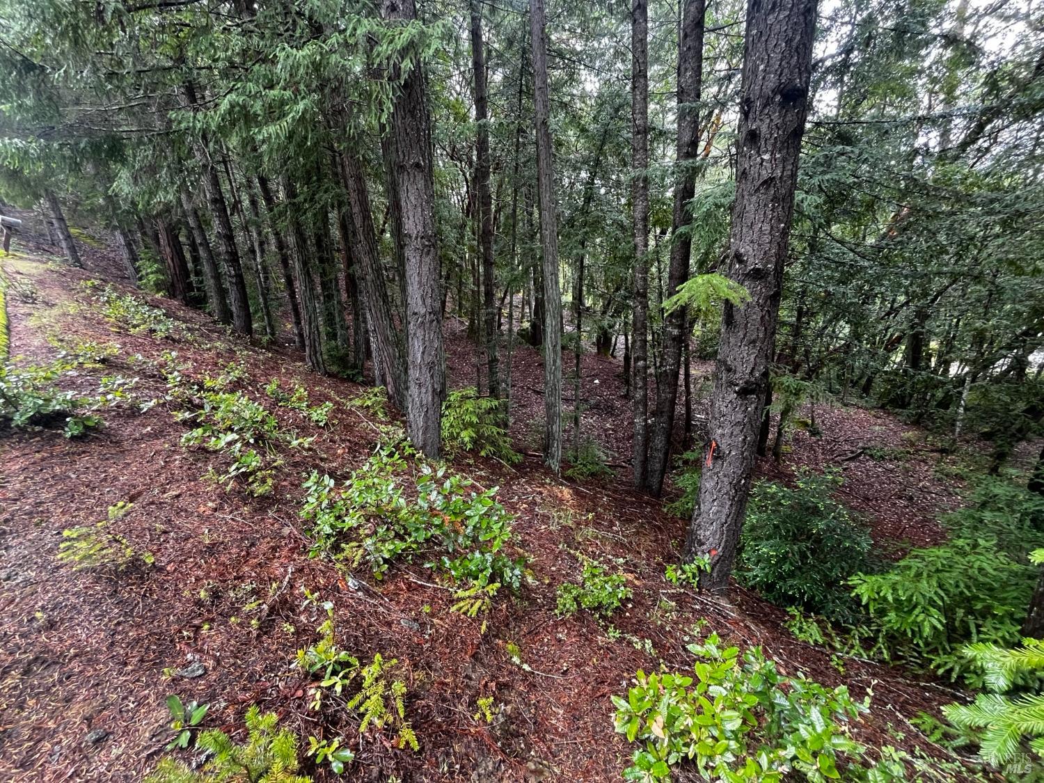 24278 Tulip Drive Willits CA 95490