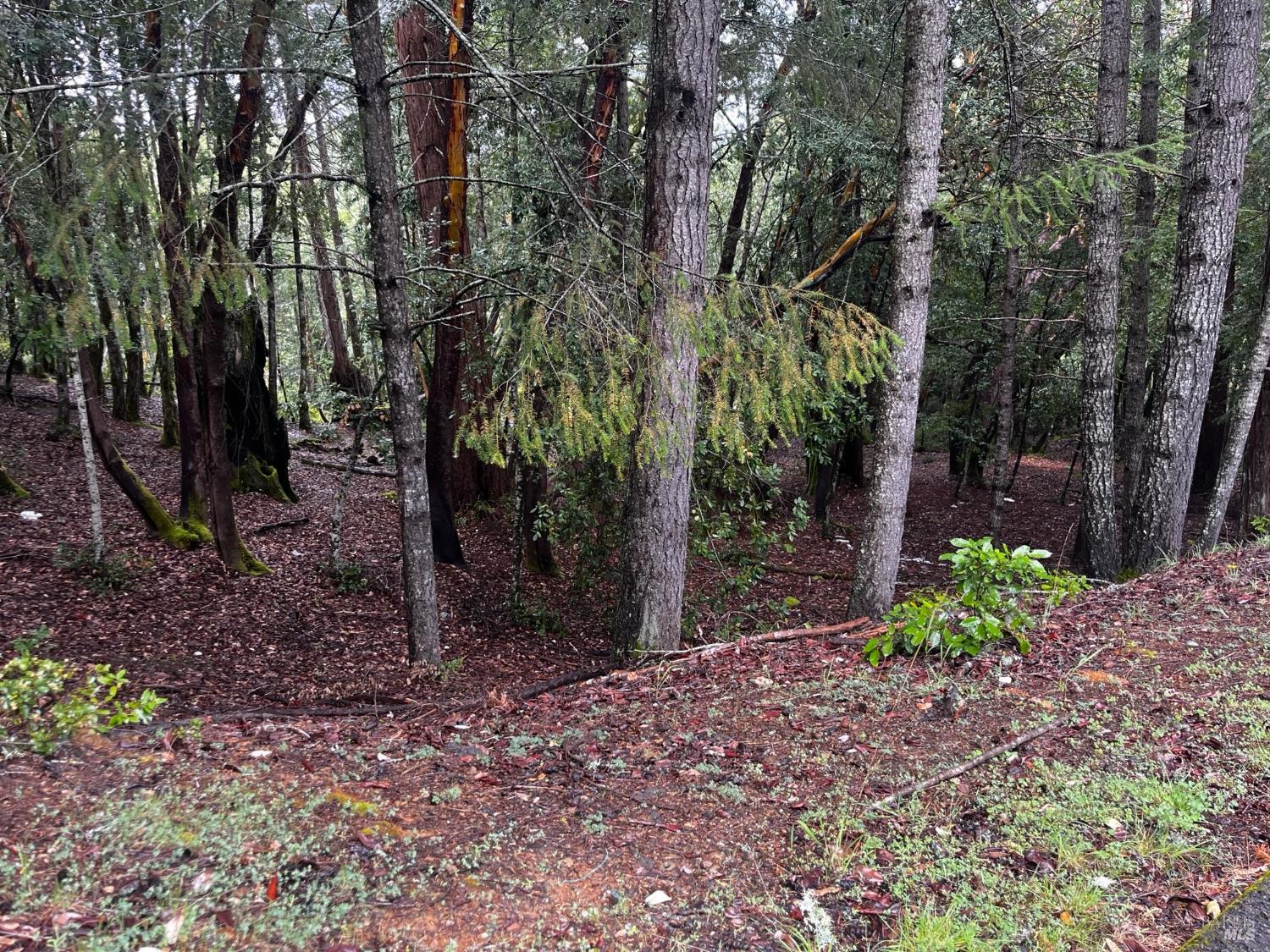 24278 Tulip Drive Willits CA 95490