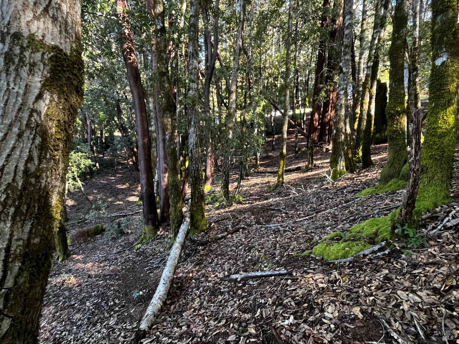 24278 Tulip Drive Willits CA 95490