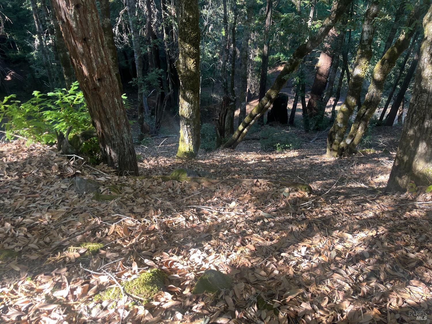 2581 Primrose Drive Willits CA 95490