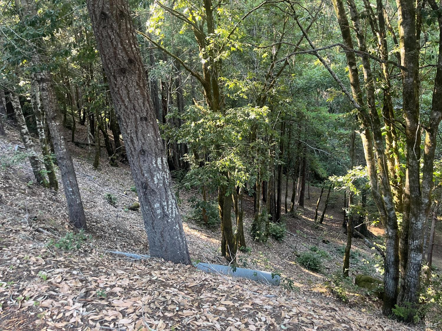 2581 Primrose Drive Willits CA 95490