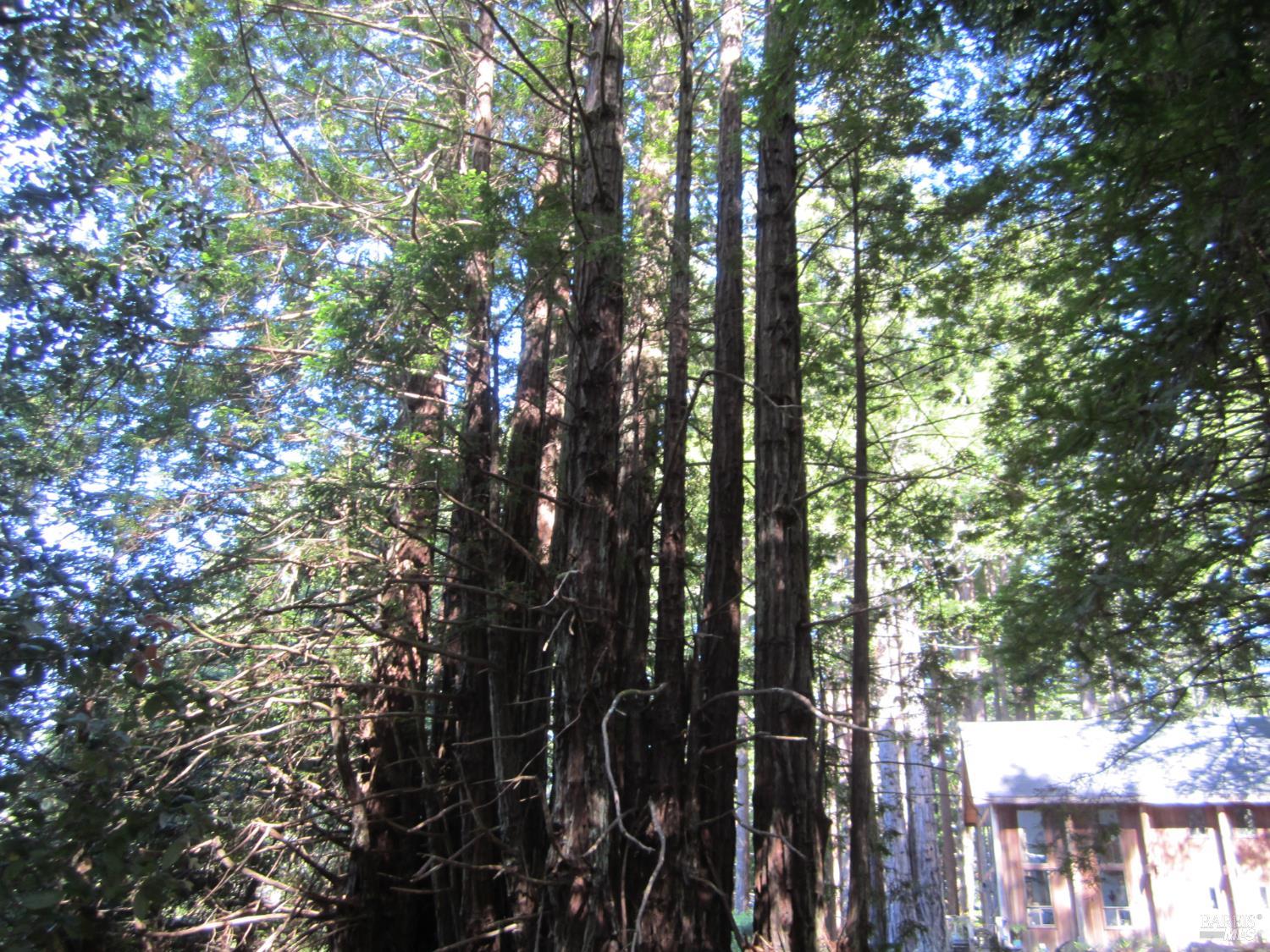 398 Packet Close Road The Sea Ranch CA 95497