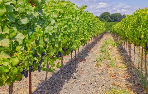 1450 Stage Gulch Road Petaluma CA 94954