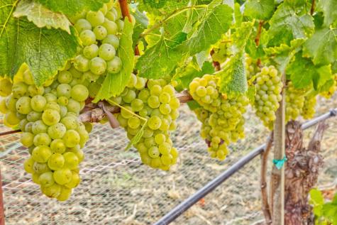 1450 Stage Gulch Road Petaluma CA 94954