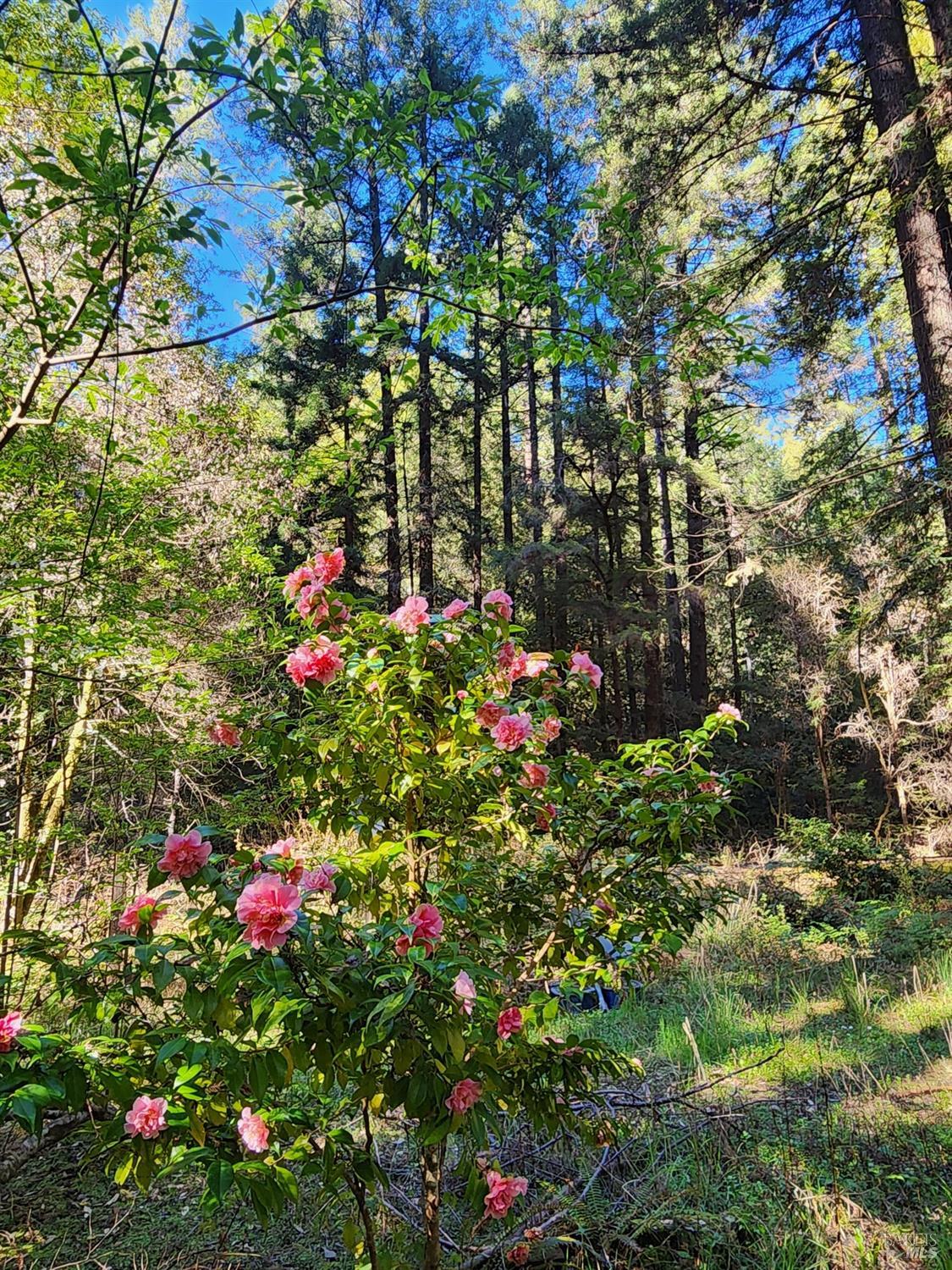 12701 Irmulco Road Fort Bragg CA 95437