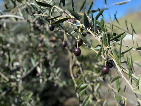 3213 Franz Valley Road Santa Rosa CA 95404