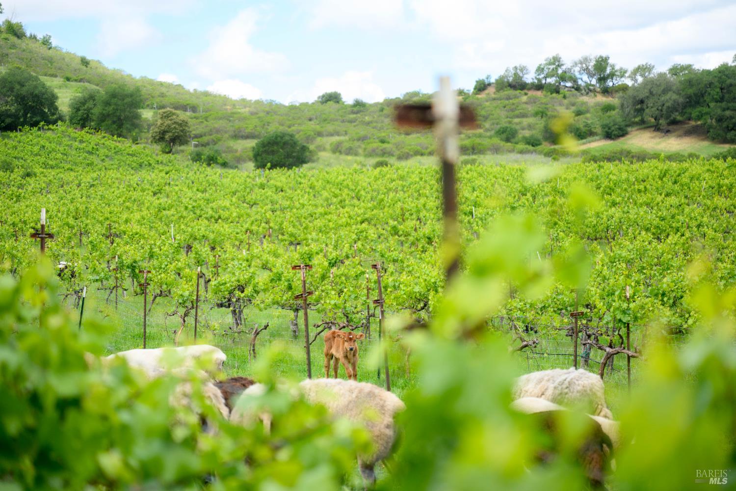 7440 Wild Horse Valley Road Napa CA 94558