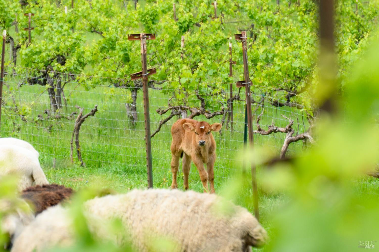 7440 Wild Horse Valley Road Napa CA 94558