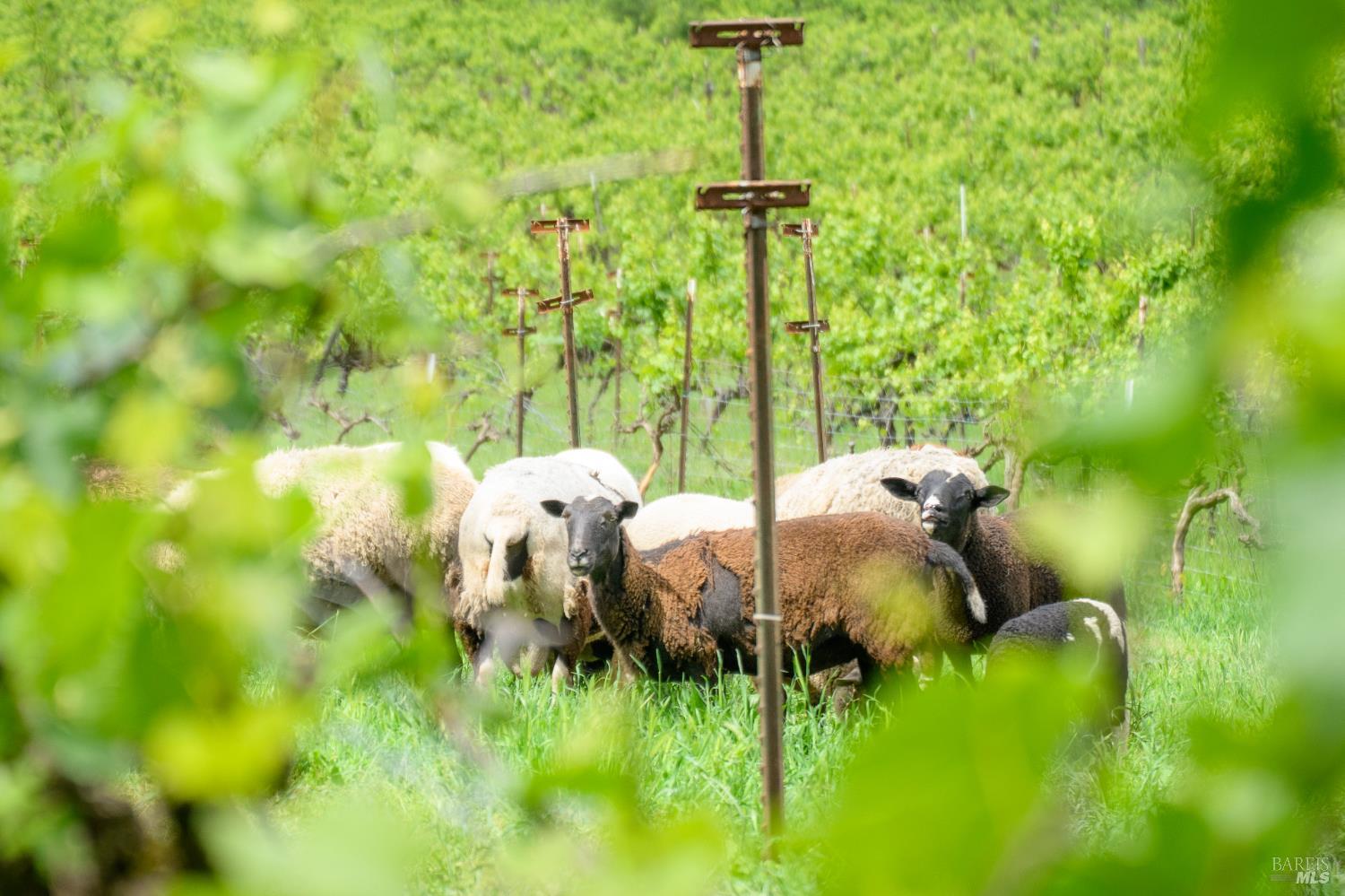 7440 Wild Horse Valley Road Napa CA 94558