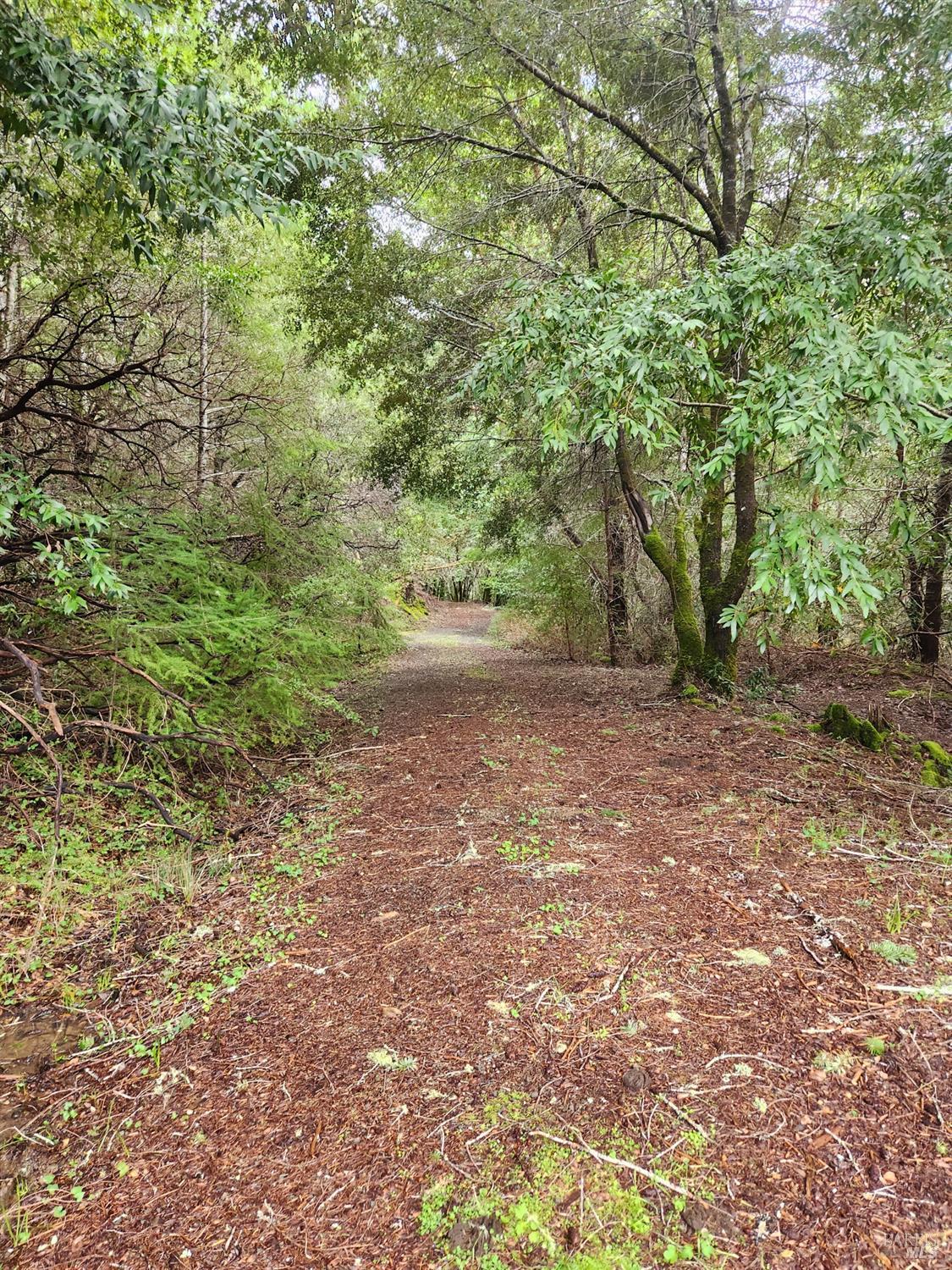 23606 Primrose Avenue Willits CA 95490