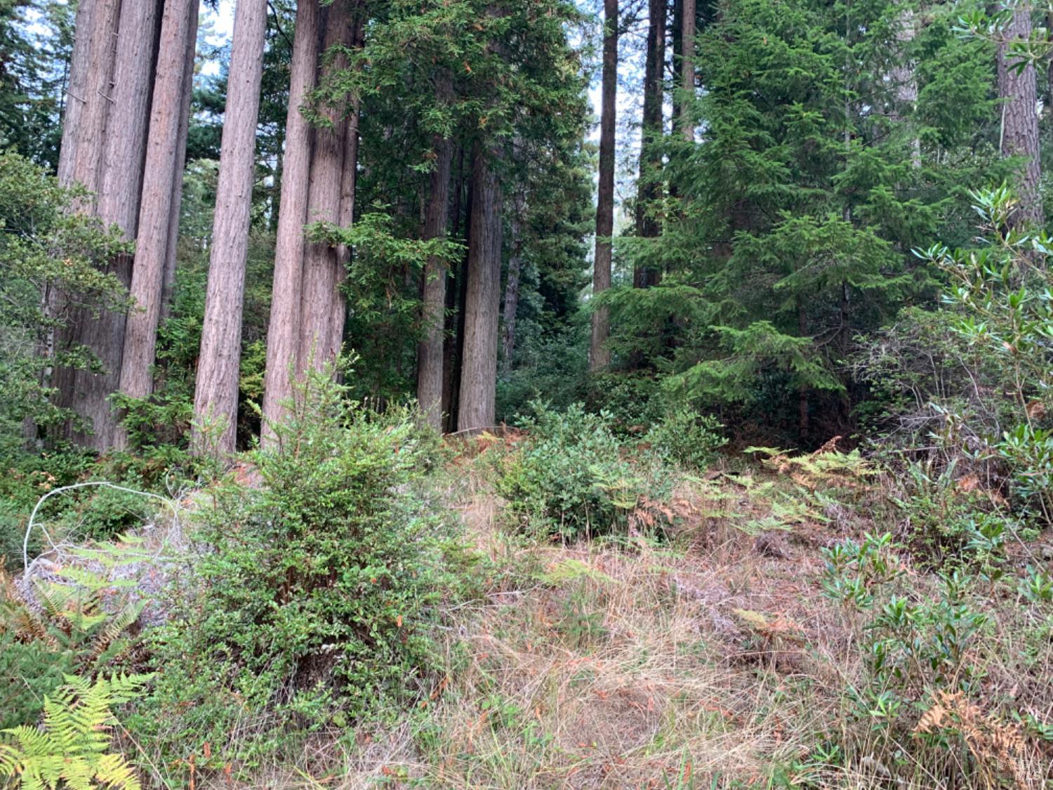 369 Big Tree Close Road The Sea Ranch CA 95497
