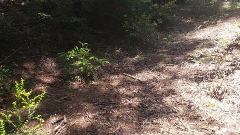 18190 Old Monte Rio Road Guerneville CA 95446