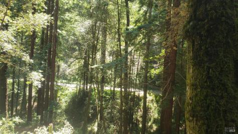 18190 Old Monte Rio Road Guerneville CA 95446