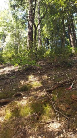 18190 Old Monte Rio Road Guerneville CA 95446