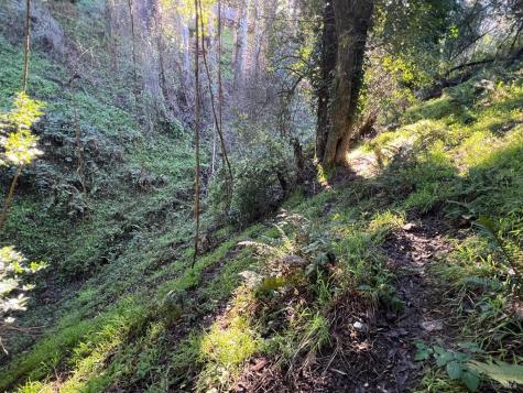 38 Madera Way Mill Valley CA 94901