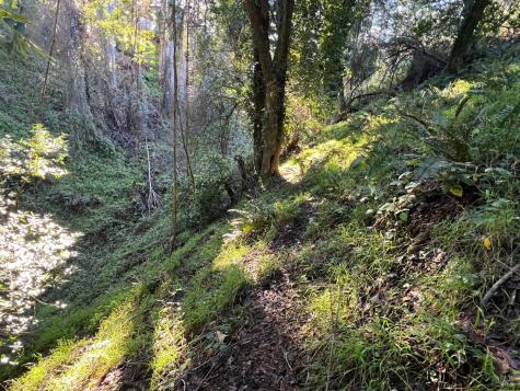 38 Madera Way Mill Valley CA 94901