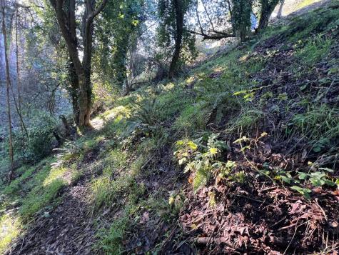 38 Madera Way Mill Valley CA 94901