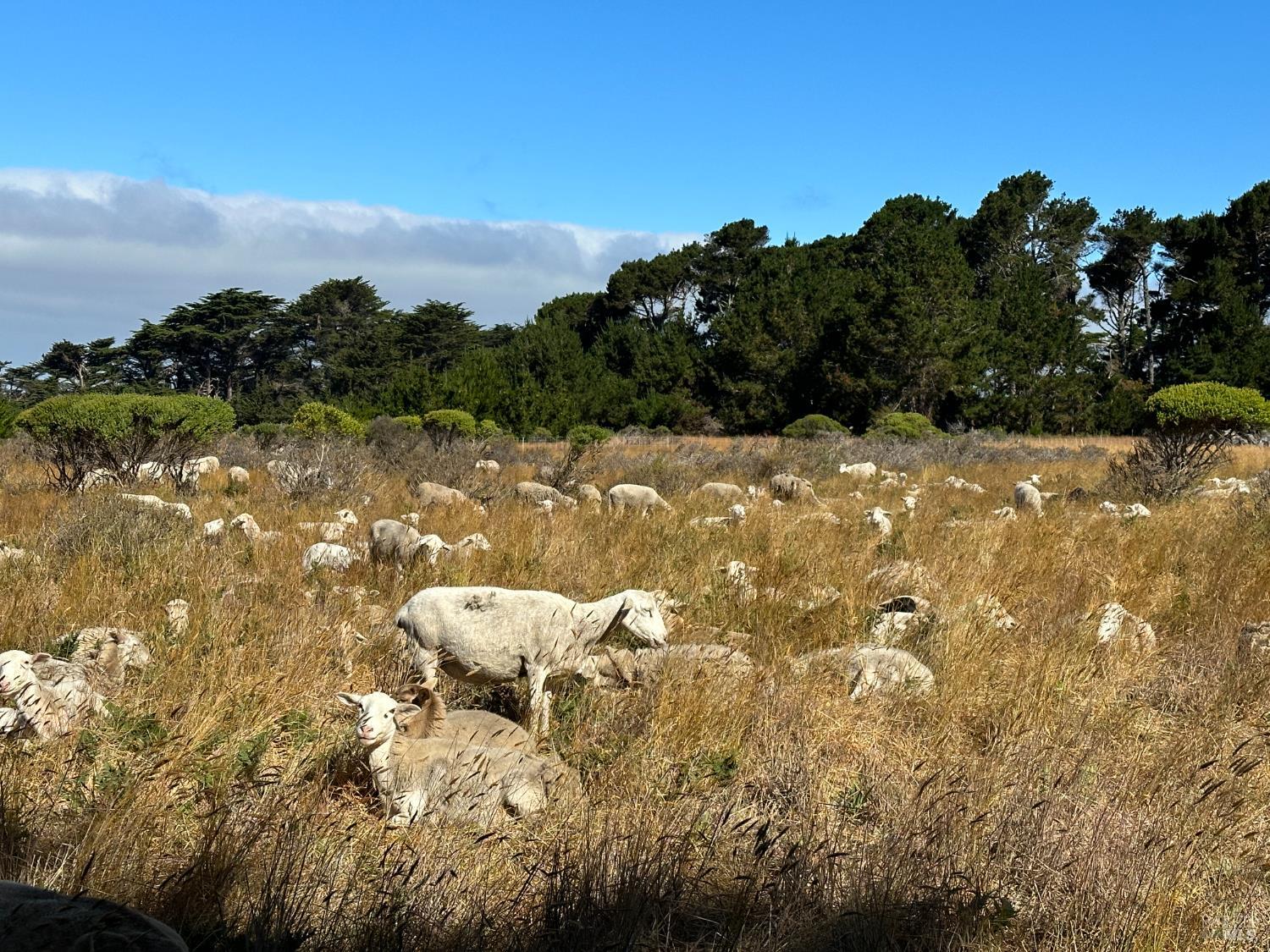 135 Shepherds Close The Sea Ranch CA 95497