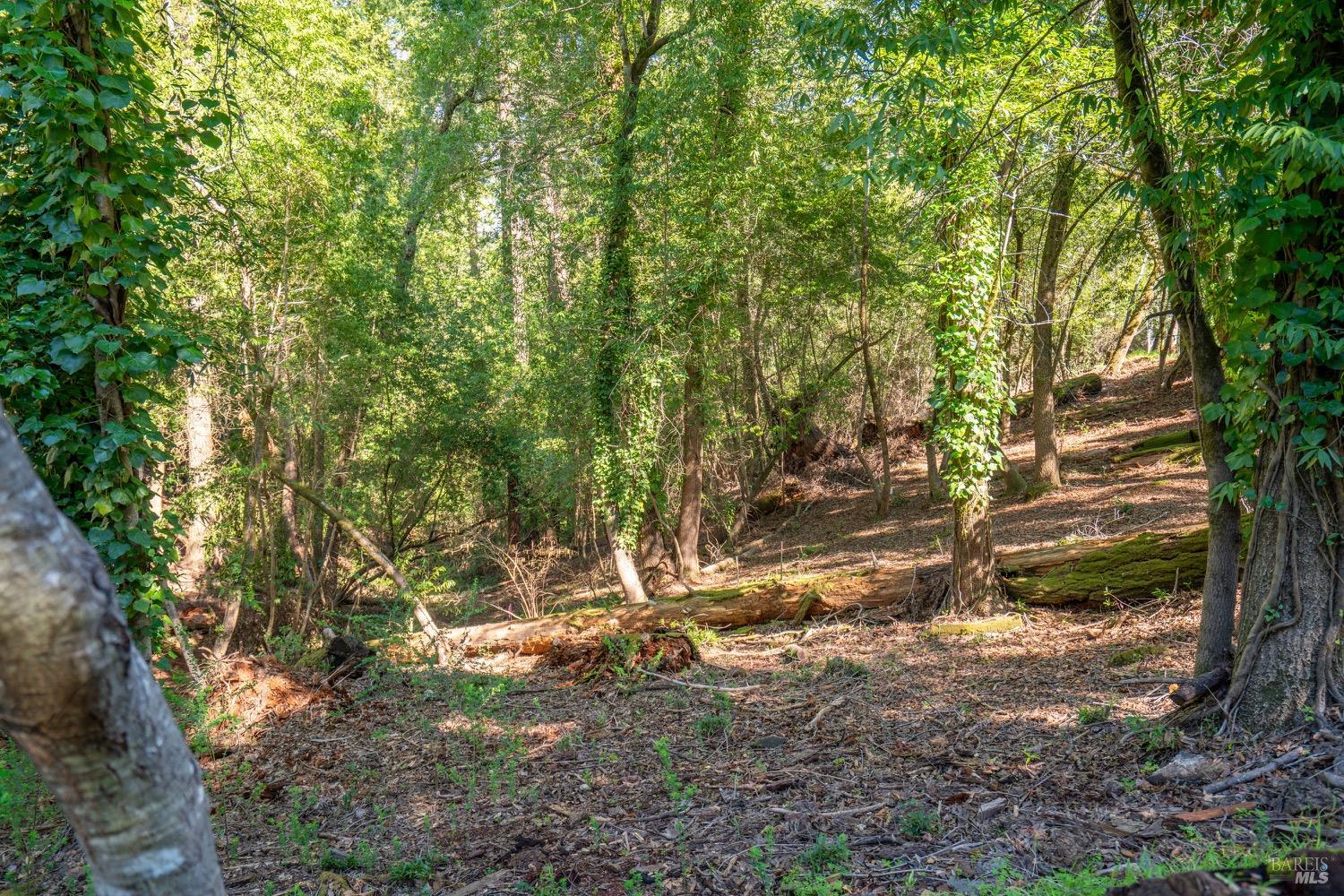10612 Canyon Road Forestville CA 95436