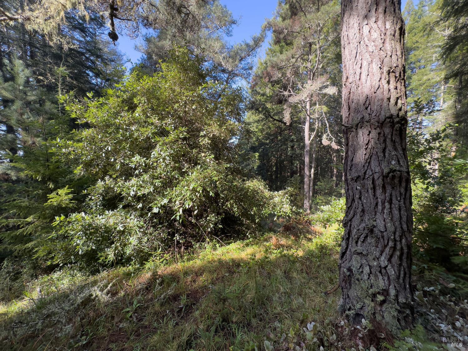 481 Drovers The Sea Ranch CA 95497