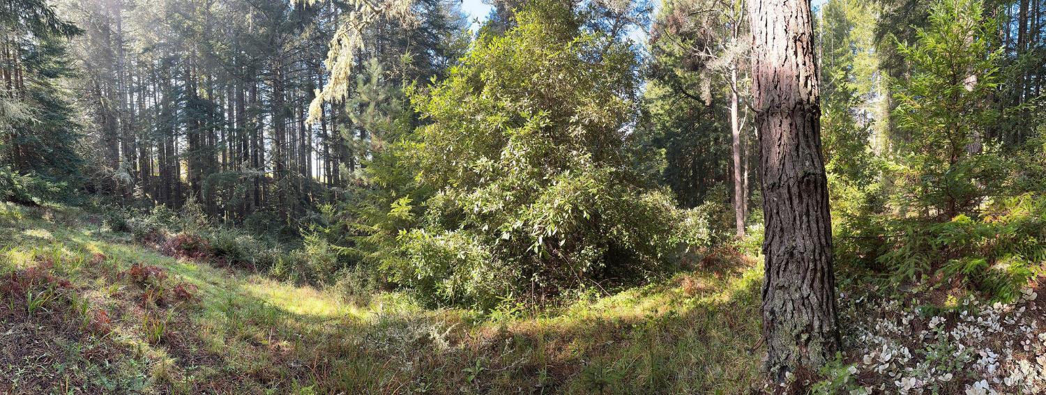 481 Drovers The Sea Ranch CA 95497