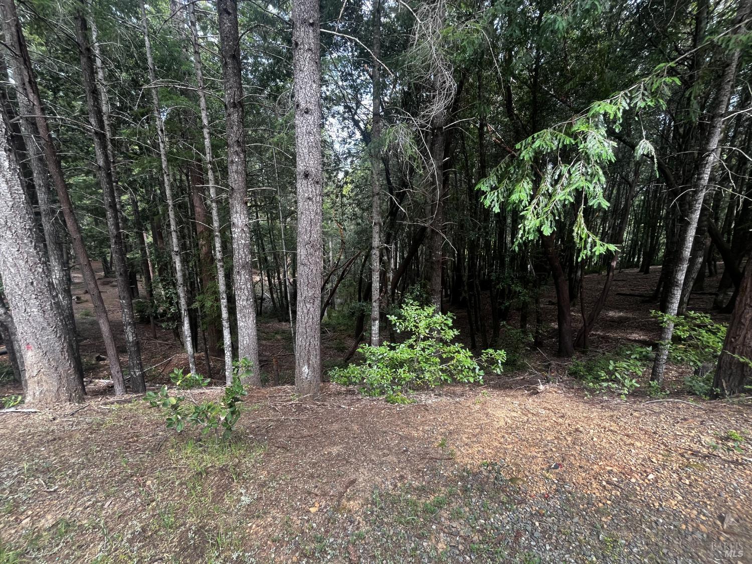 1572 Camellia Place Willits CA 95490