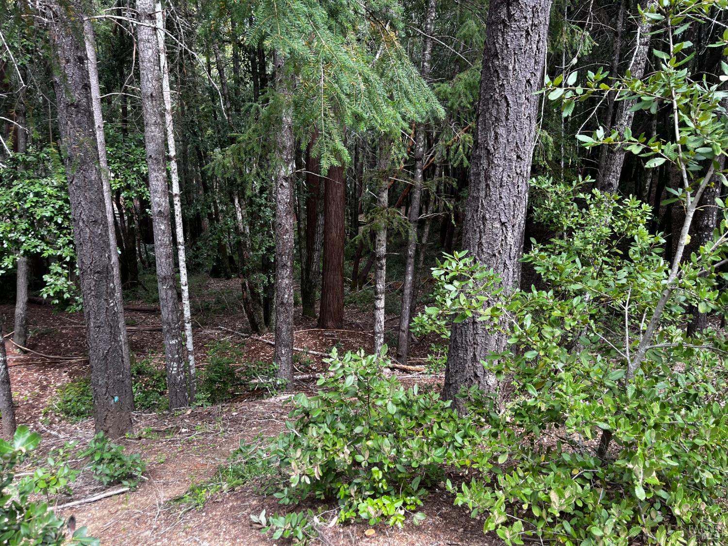 1572 Camellia Place Willits CA 95490